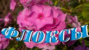 Флоксы посадка уход полезные советы по выращиванию.