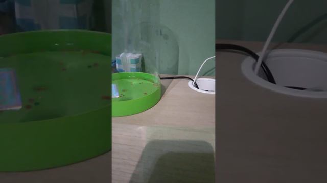 бабочкарий  распаковка флай флай