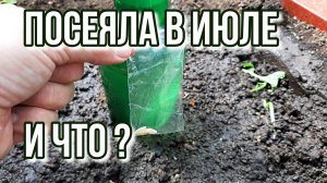 Поздний посев огурца для осеннего употребления. Уралец.