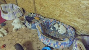 КОРМЛЕНИЕ ЩЕНКА ЧИХУАХУА / СКОЛЬКО РАЗ В ДЕНЬ И ЧЕМ КОРМИТЬ ЧИХУА / ПИТОМНИК МАРИ МИСТИК