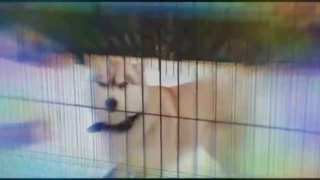 Никто тебя не любит так как я