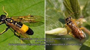 Обработка сливы от вредителей