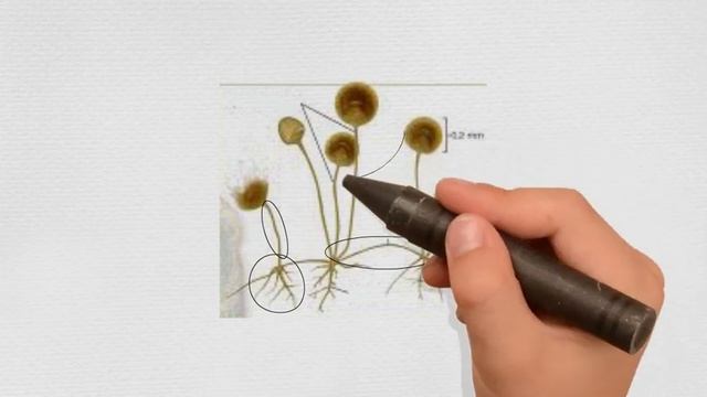 Características generales de los Zigomycetes смотреть онлайн