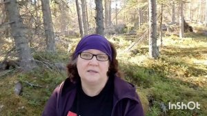 Швеция! Гриб Мацутакэ/Matsutake редкий и дорогой! Сбор, приготовление! Три рецепта!