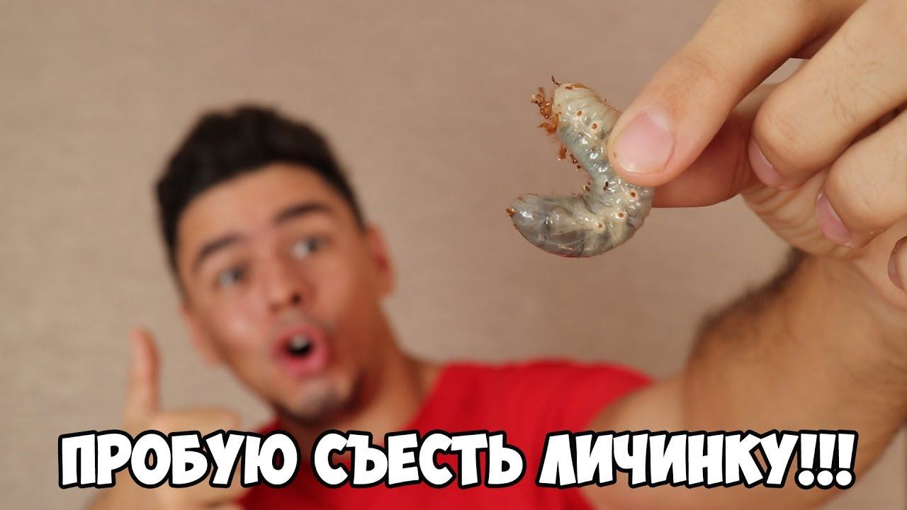 КАРАТЕЛЬНАЯ КУЛИНАРИЯ. Готовлю и ем личинки жуков смотреть онлайн