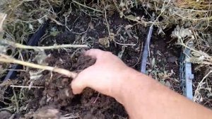 Как разводить червей для рыбалки дома