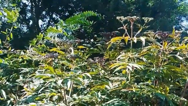 Очищающие травы по дороге к сакральному ручью смотреть онлайн