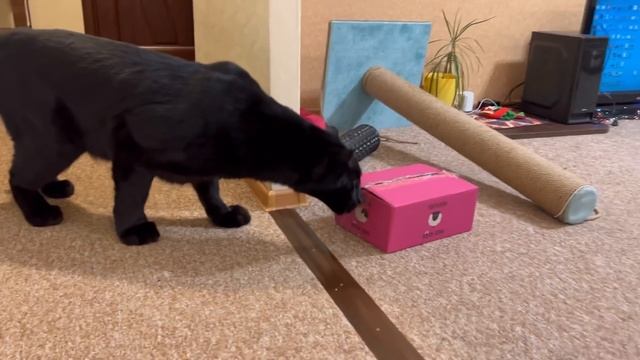 How the panther Luna and rottweiler Venza react to the cat???/ Luna loves smoked ribs? смотреть онлайн