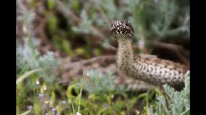 Заповедник Черные земли