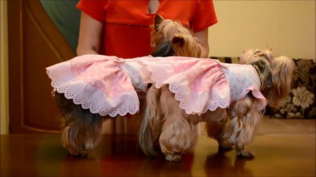 Пошив удобной и  качественной одежды для собачек!  Мои модели  йорки Юнона и Бонита.  Выпуск № 6