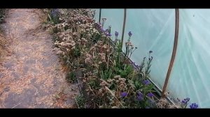 Хризантема веточная как вырастить на продажу