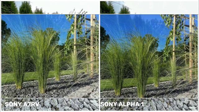Sony A7RV VS Sony Alpha 1 | Camera Test & Comparison