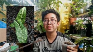 Syngonium Panda Galaxi! || Unboxing dan Review! #syngonium #plantshaul