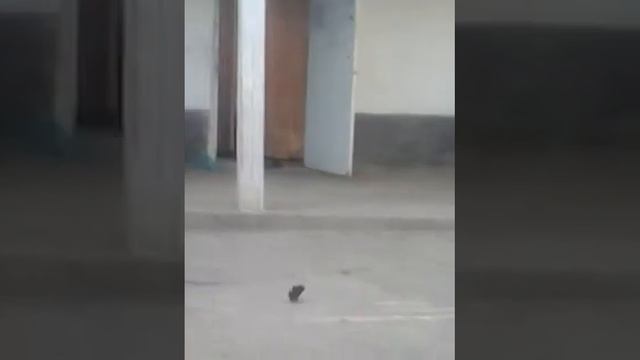 Утка кун-фу смотреть онлайн