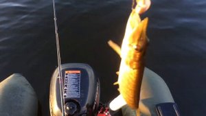 ЛОВЛЯ ЩУКИ. ОЗЕРО ТРОСТЕНСКОЕ 2018