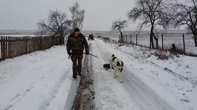 Алабай"Малыш" смотреть онлайн