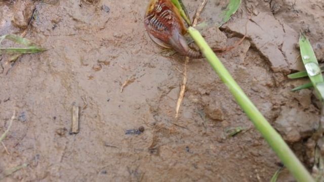 Жуткое животное обитает в Калужской области смотреть онлайн