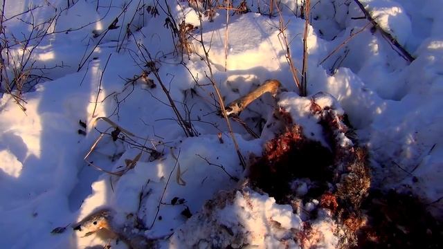 По следам волчьих стай смотреть онлайн