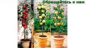 Комнатные Деревья С Плодами
