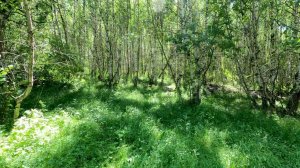 The Noise of the Forest and the Sounds of Birds for a Sound Sleep