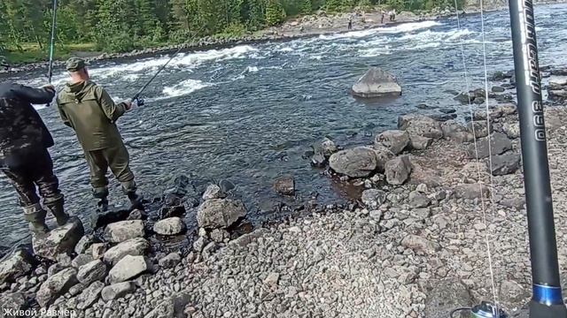 Почему нет горбуши 2023 смотреть онлайн