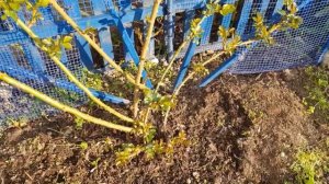 Суперрастущая ? РОЗА АНГЕЛА, много места? надо Кусту, у меня стала ПЛЕТИСТАЯ 3.04.23 год