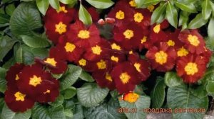 Примула высокая Пиано Ред (primula) ? примула Пиано Ред обзор: как сажать саженцы примулы Пиано Ред