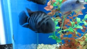 Цихлазома Чернополосая - содержание и уход!