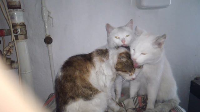 Котики умываются. смотреть онлайн