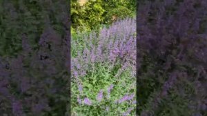 Придомовая в рабочем саду .. цветет котовник