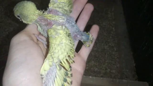 Вылез Из Гнезда, Второй Попугай Выпал Из Гнесза С Большой Высоты смотреть онлайн