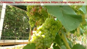 25 июля и любимчик Кишмиш РПС пахнет на метр от куста  и не духами, а  удивительным ароматом!