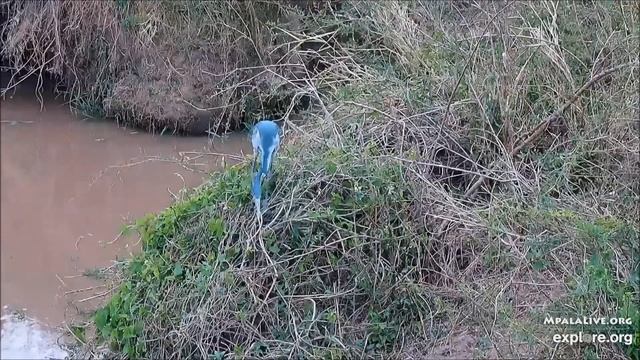 African Animal Lookout Camera.Blue Heron-Камера наблюдения за африканскими животными.Голубая цапля смотреть онлайн