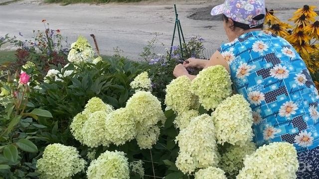 Спасите гортензию!Дождь нарушил красоту.