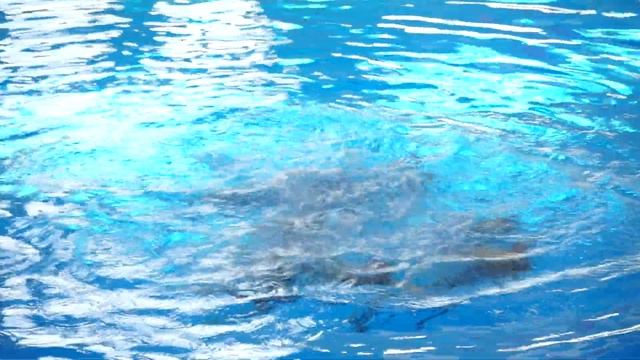 СДЮШОР-РГУОР Произвольная группа (финал) смотреть онлайн