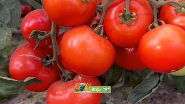 Шикарный биф-томат Александр Второй! смотреть онлайн