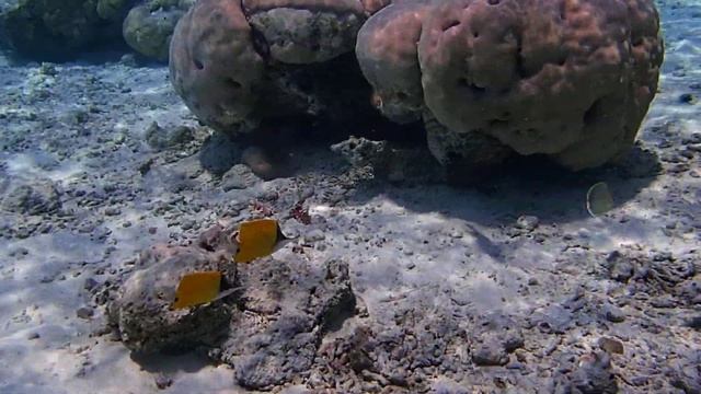 акулка на 46й секунде. Villivaru (Kaafu Atoll, Мальдивы) смотреть онлайн