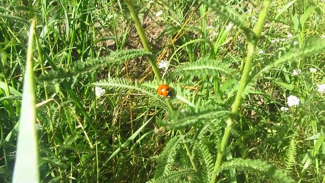 Божья коровка*какая это примета ? смотреть онлайн