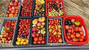 Коротко. Последний сбор томатов в открытом грунте.