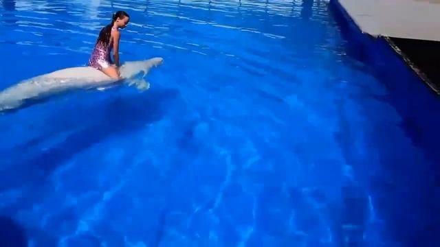 плаваем с ДЕЛЬФИНАМИ влог смотреть онлайн