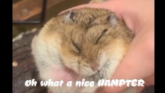 спокойствие сенсея смотреть онлайн