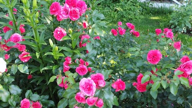 Розы незнакомки, но очень красивые. Лето 2021. смотреть онлайн