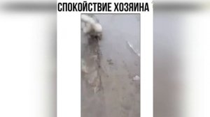 Давай заведем собачку (котика).  Часть 2