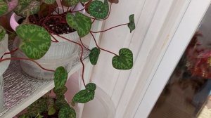 Альпийская фиалка #1 Листья, удобрения, спиральки. Часто задаваемые вопросы