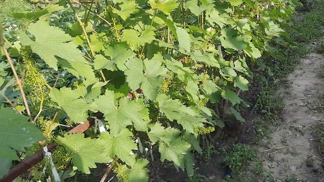 Огород и теплица в июне. Подкормки и обработки. Ростовская обл.21.06.2021 г. смотреть онлайн