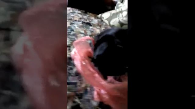 Кот Вася-II и трава с чужой дачи смотреть онлайн