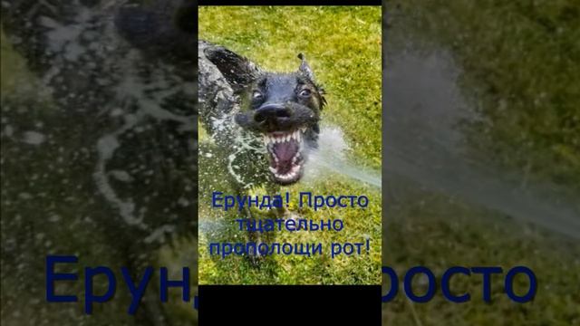 Лента друзей #собака #приколы #юмор #питомцы #басенджи #фото #basenji #картинки #приколысживотными смотреть онлайн