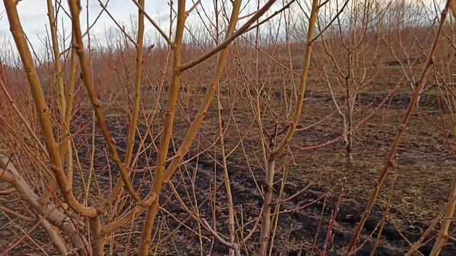 02.01.2023г. Начало четвёртого года испытаний сортов персика и абрикоса. смотреть онлайн