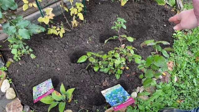 Новинки луковичных из Леруа Мерлен и их посадка смотреть онлайн