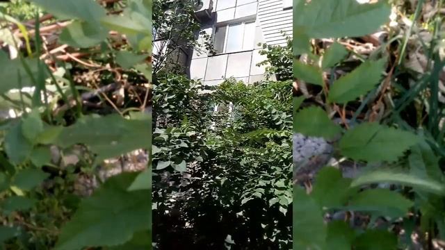 Как кукует кукушка/Утреннее пение птиц смотреть онлайн